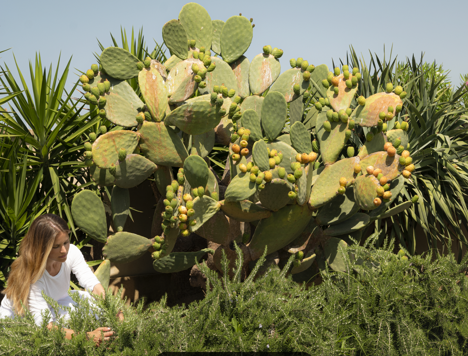 Prickly Pear Face Cream